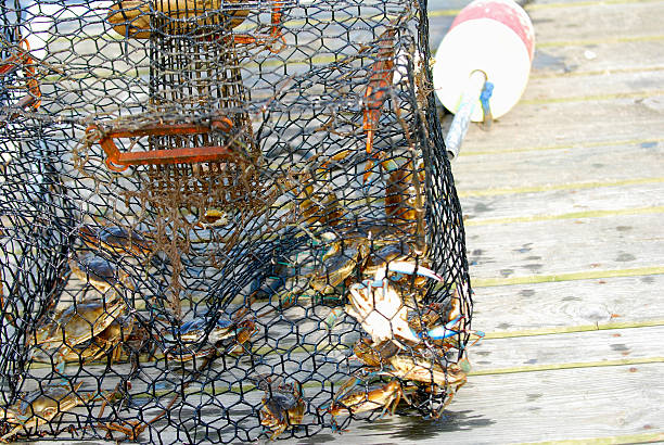 crab trap blue claw crabs in a trap.new jersey. crabbing stock pictures, royalty-free photos & images