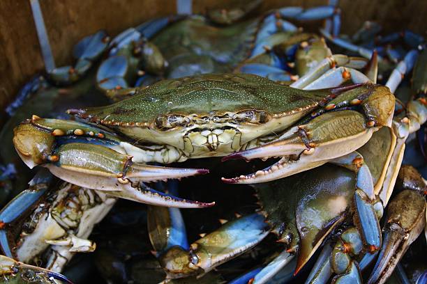 Crabby This is a picture of Maryland Blue Crabs in a bushel basket. blue crab stock pictures, royalty-free photos & images