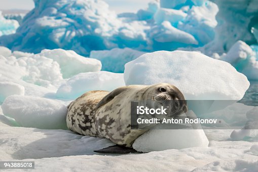 istock Crabeater seal lie on the sun in Antarctica 943885018