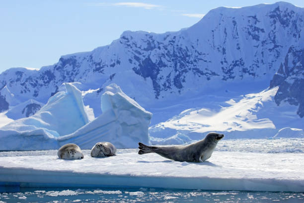Crabeater seals on ice floe, Antarctic Peninsula stock photo