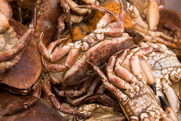 Crabs stock photo