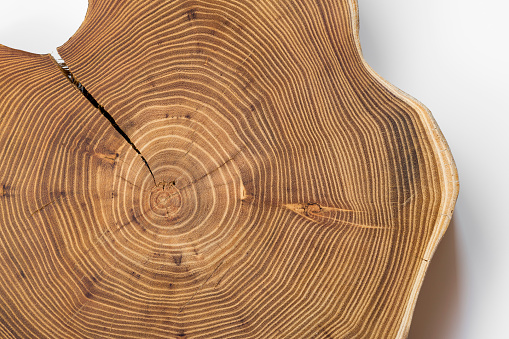 Cracked acacia wood slice on white background, top view. A tree cells arranged in concentric circles  (annual rings, growth rings, age rings)