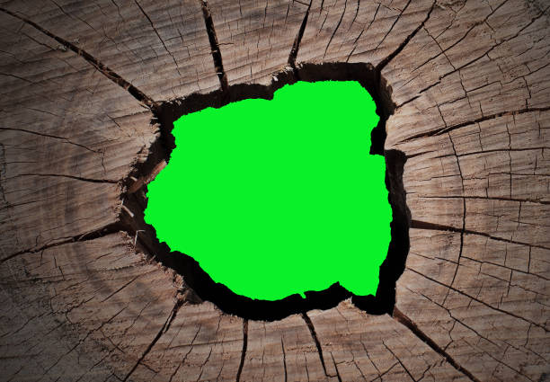 Cracked texture of tree stump on green screen background.