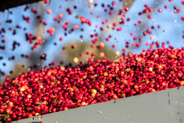 Cranberries are moved into a truck after harvesting. stock photo