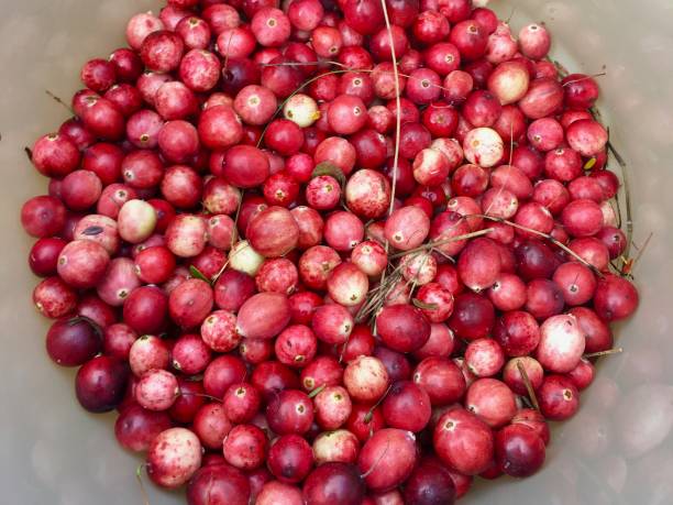 Cranberries stock photo