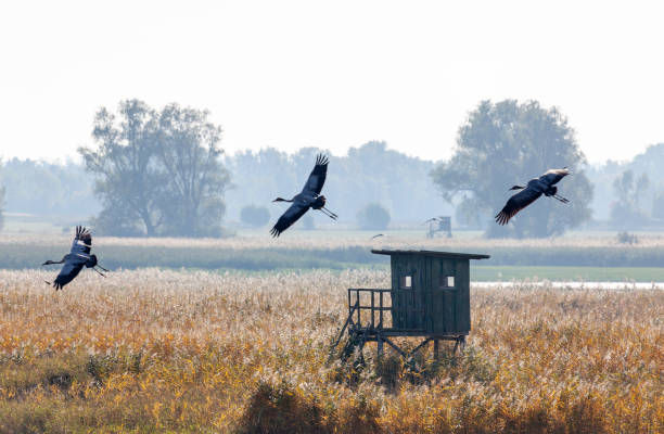 Crane, greetings, over a field in Günz, Mecklenburg-Western Pomerania stock photo