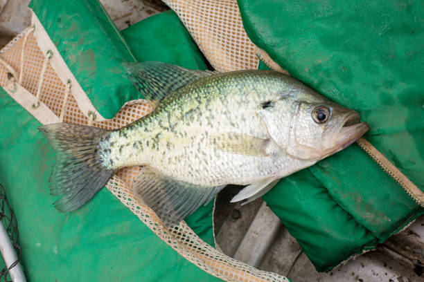 Crappie on Flotation Device Crappie on Green Flotation Device white perch fish stock pictures, royalty-free photos & images