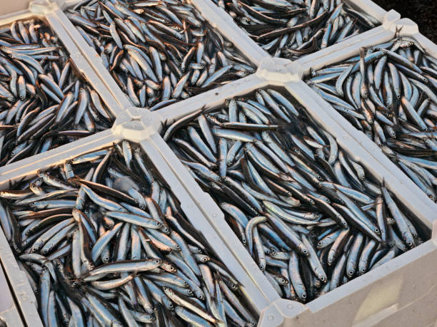 crates of anchovies stock photo