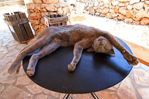 Crazy lazy cat lying outside on a small table on the island...