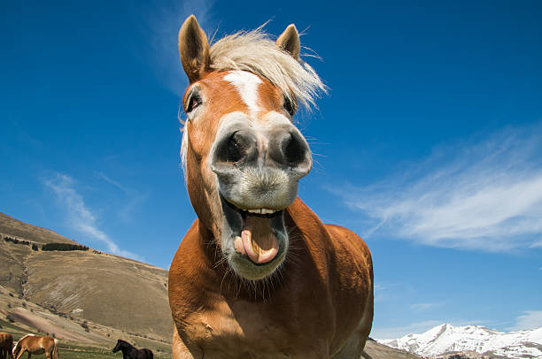 crazy horse - silly horse bildbanksfoton och bilder