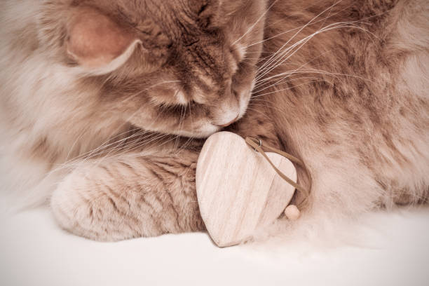 Cream color cat with a wooden heart Cream color cat with awooden heart, concept: love cat valentine stock pictures, royalty-free photos & images