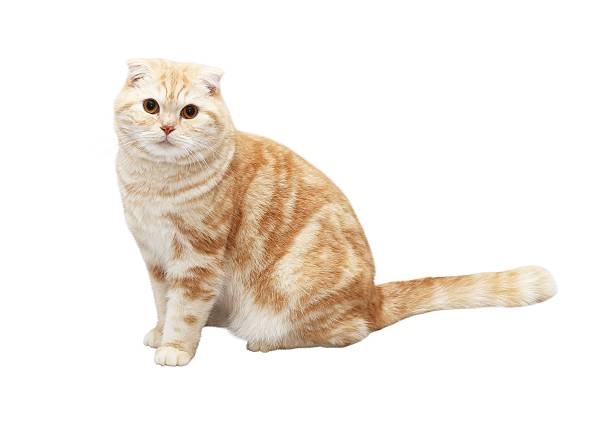 Cream Tabby Scottish Fold cat on white background  scottish fold cat stock pictures, royalty-free photos & images