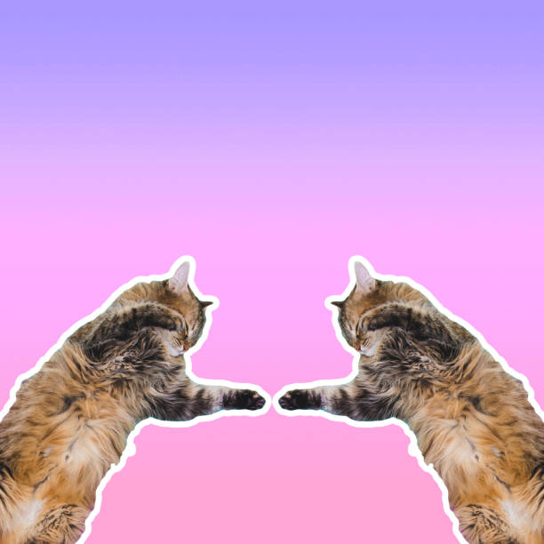 collage de arte creativo. dos gatos recortados extienden sus patas para tocarlos. fondo degradado rosa y azul. - cat vaporwave fotografías e imágenes de stock
