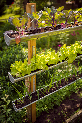 Creative garden ideas. Vertical vegetable bed to protect against slugs. Various vegetables planted in gutters.