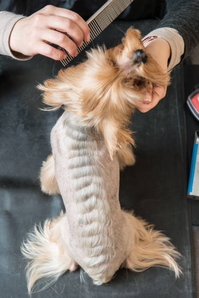 Creative haircut Yorkshire terrier, top view Dog, Yorkshire Terrier, Human Hand, Pets, Scissors, Animal Hair, Puppy yorkie haircuts stock pictures, royalty-free photos & images