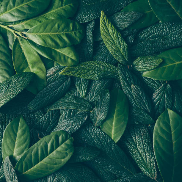 Leaf Close Up Stock Photos, Pictures & Royalty-Free Images - iStock