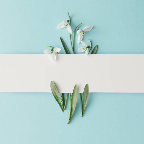 Creative layout made with snowdrop flowers on bright blue  background. Flat lay. Spring minimal concept. Creative layout made with snowdrop flowers on bright blue  background. Flat lay. Spring minimal concept. snowdrop stock pictures, royalty-free photos & images