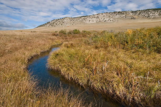 Creek Flowing Through the Pine Butte Swamp The Pine Butte Swamp Preserve is nearly 18,000 acres of preserved grasslands, swamps, and the 500-foot sandstone Pine Butte where grizzly bears and more than 100 species of birds make their home. The preserve has a large fen which contains pristine wildlife habitat, grizzly bears and important prehistoric fossil fields. The fen is an extensive peatland fed by mineral-rich groundwater. The preserve also provides open views of the Rocky Mountain Front Range. Pine Butte Swamp Preserve is near Choteau, Montana, USA. jeff goulden montana stock pictures, royalty-free photos & images