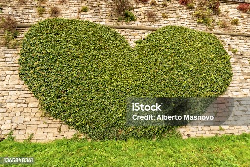 istock Creeper Plant in the Shape of a Heart - Bergamo Upper Town Lombardy Italy 1365848361