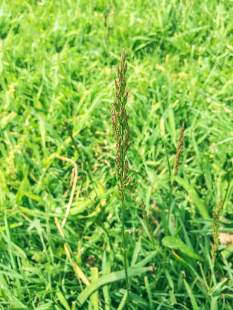Creeping bentgrass, spreading bent or redtop stock photo