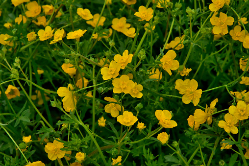 Creeping Buttercup blossoms, an invasive species, on Maryland’s eastern show,