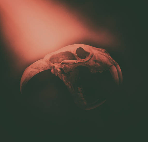 Creepy skull stock photo