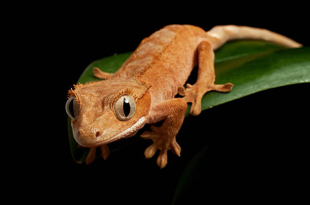 Crested gecko isolated on black Young crested (Caledonian) gecko on leaf, isolated on black background animal's crest stock pictures, royalty-free photos & images