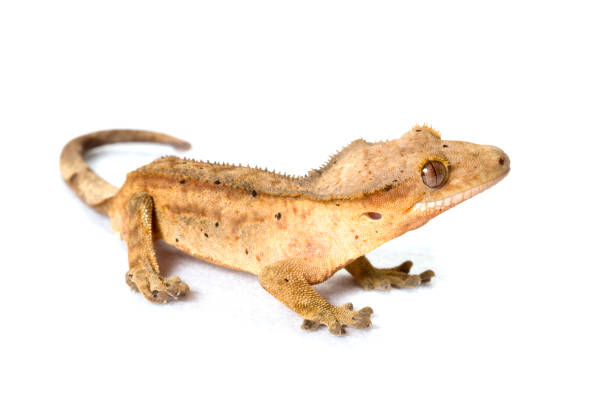 Crested gecko isolated on white background Crested gecko isolated on white background animal's crest stock pictures, royalty-free photos & images