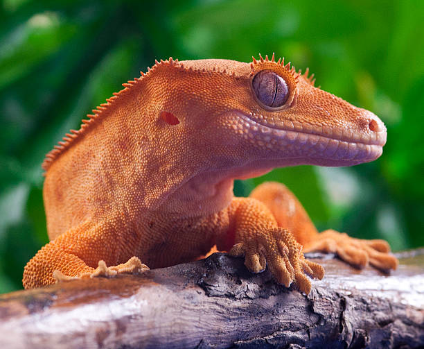 Crested Gecko A crested Gecko sitting on a branch. animal's crest stock pictures, royalty-free photos & images