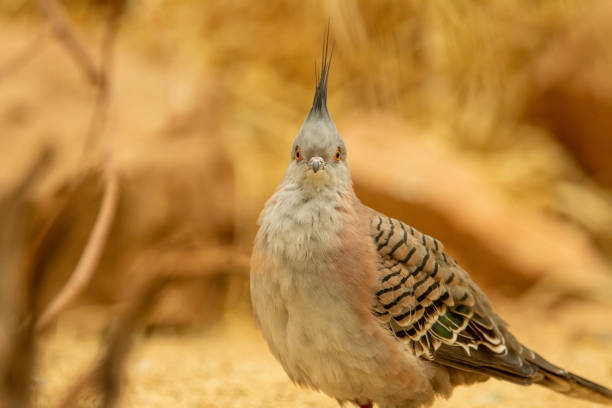 Crested pigeon stock photo