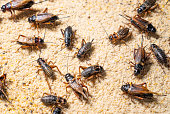 istock crickets in industrial farm 1198198371