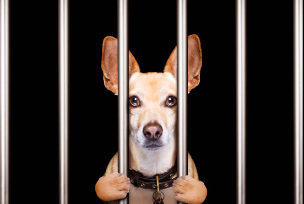 criminal-dog-behind-bars-in-police-station-jail-prison-or-shelter-for-picture-id913476674