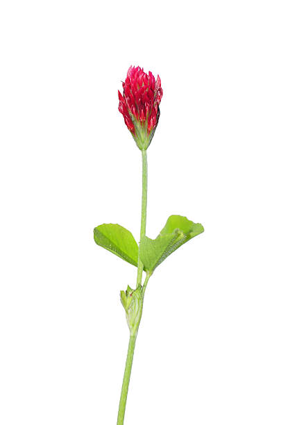 Crimson clover (Trifolium incarnatum) stock photo