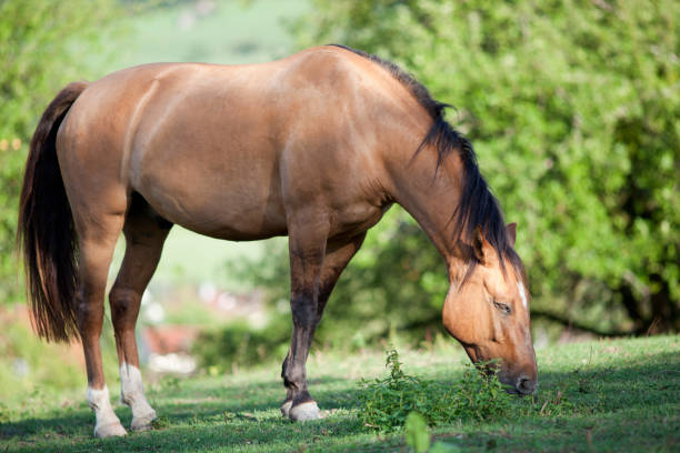 Criollo Horse breed run free in meadow under green trees  pferd stock pictures, royalty-free photos & images