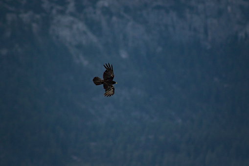 Capturing croak Black Bird on the highlands of Dolomites, Alps in Italy