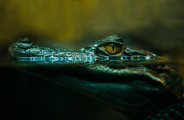 crocodile alligator close up - aligator bildbanksfoton och bilder