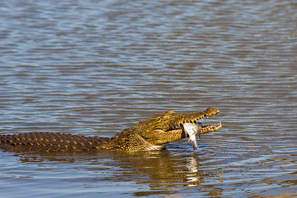Crocodile Catches a Fish stock photo