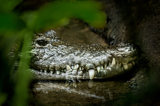 Portrait of a Mexican crocodile (Morelet's crocodile) floating on the water surface among dense tropical vegetation next to the river bank.