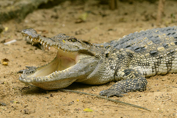 Crocodile on sand and open mouth stock photo