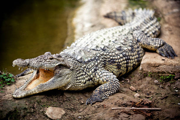 Crocodile stock photo