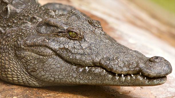 Crocodile, Siamese stock photo