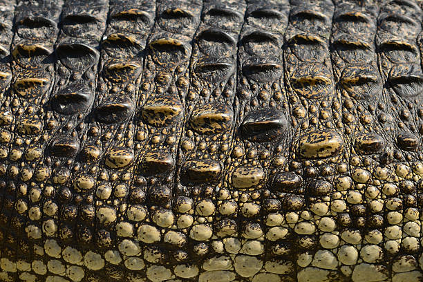 Crocodile skin close-up stock photo