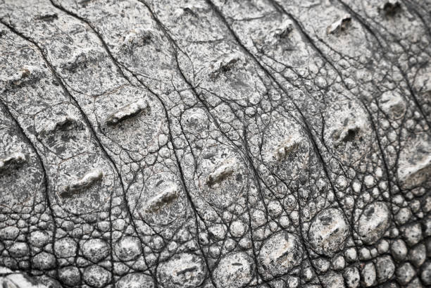 crocodile texture stock photo
