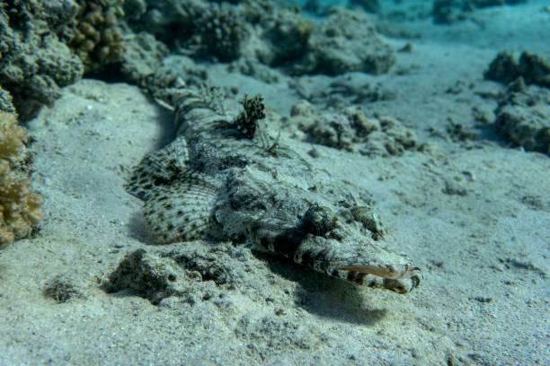 Crocodilefish (Papilloculiceps longiceps) lies at the bottom of a coral reef. stock photo