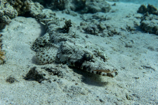 Crocodilefish (Papilloculiceps longiceps) lies on a coral reef. stock photo