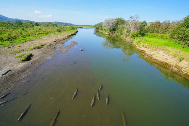 crocodiles-in-shallow-water-of-river-tarcoles-costa-rica-picture-id814979838