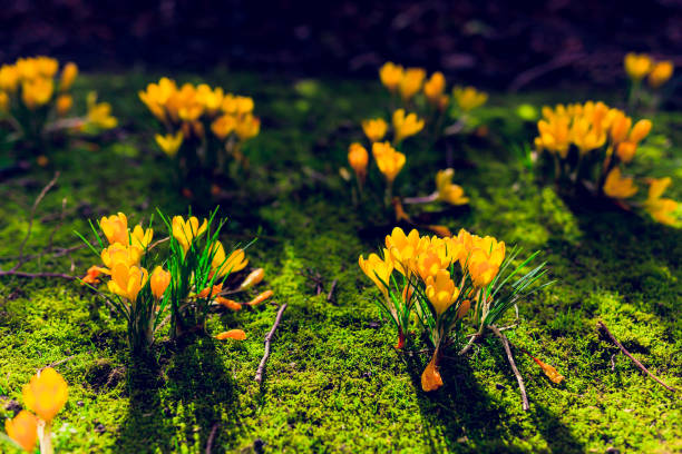 crocus flowers blooming in on a green meadow stock photo