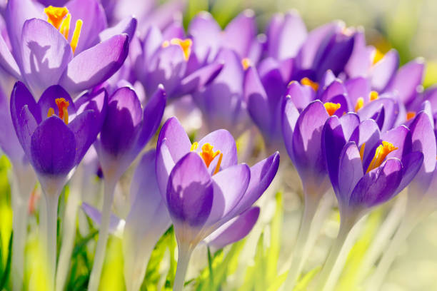 Crocus Flowers In Spring Crocus, Field, Flower, Springtime, Blossom crocus stock pictures, royalty-free photos & images