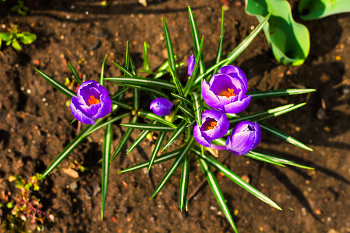Violet crocus flowers in the soil. Spring flower