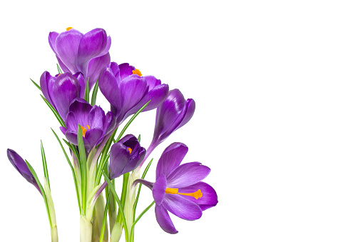 Crocus flowers on stem with leaves isolated on white background, spring season